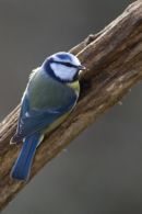 Blue_Tit